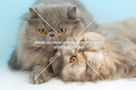 blue and blue cream persian cat