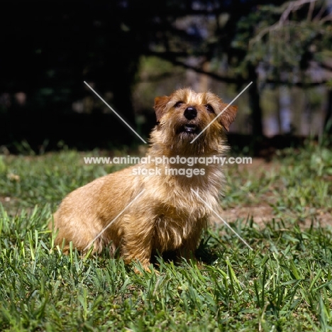 champion norfolk terrier sitting on grass