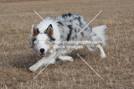 Border Collie walking on dry grass