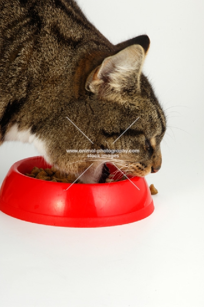 tabby and white cat eating from red bowl