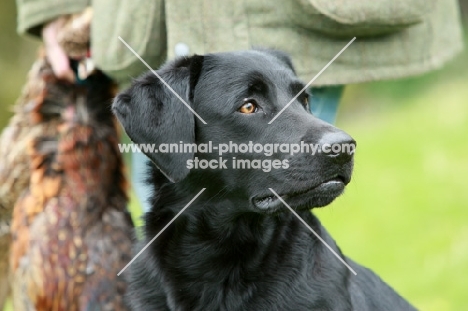 black labrador retriever on a hunt