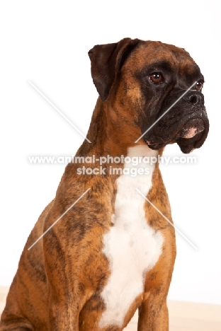 Boxer portrait, shoulders up