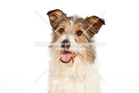 mixed breed dog on white background