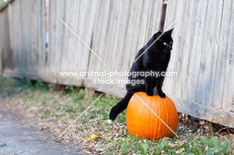 black cat sitting on pumpkin