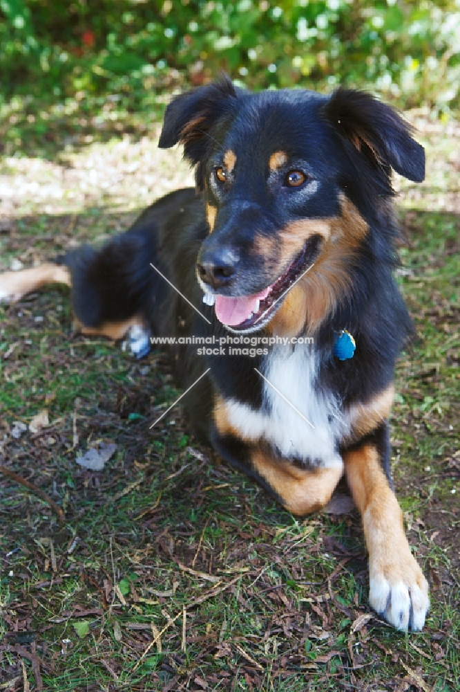 Australian Shepherd lying down