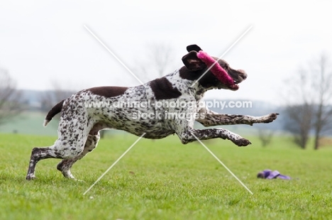 German Shorthaired Pointer (GSP)