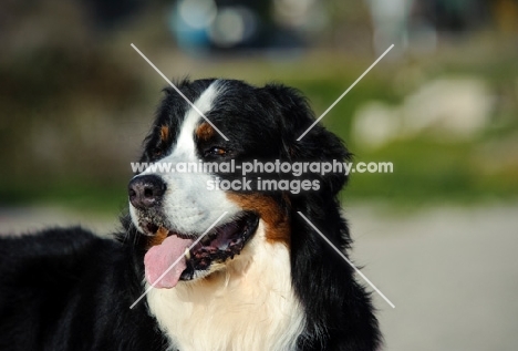 Bernese Mountain Dog