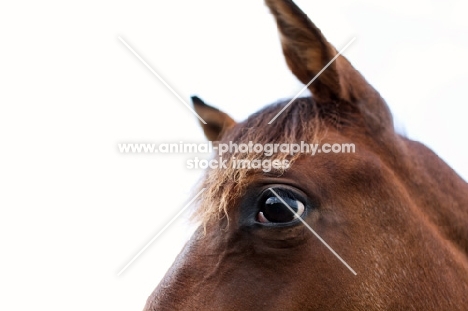 Appaloosa close up