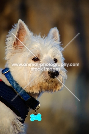 West Highland White Terrier portrait