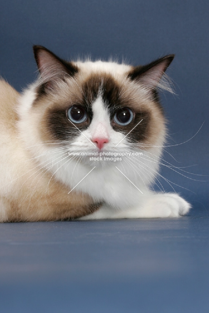 Seal Point Bi-Color ragdoll