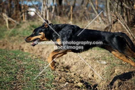 black and tan dog jumping in a field