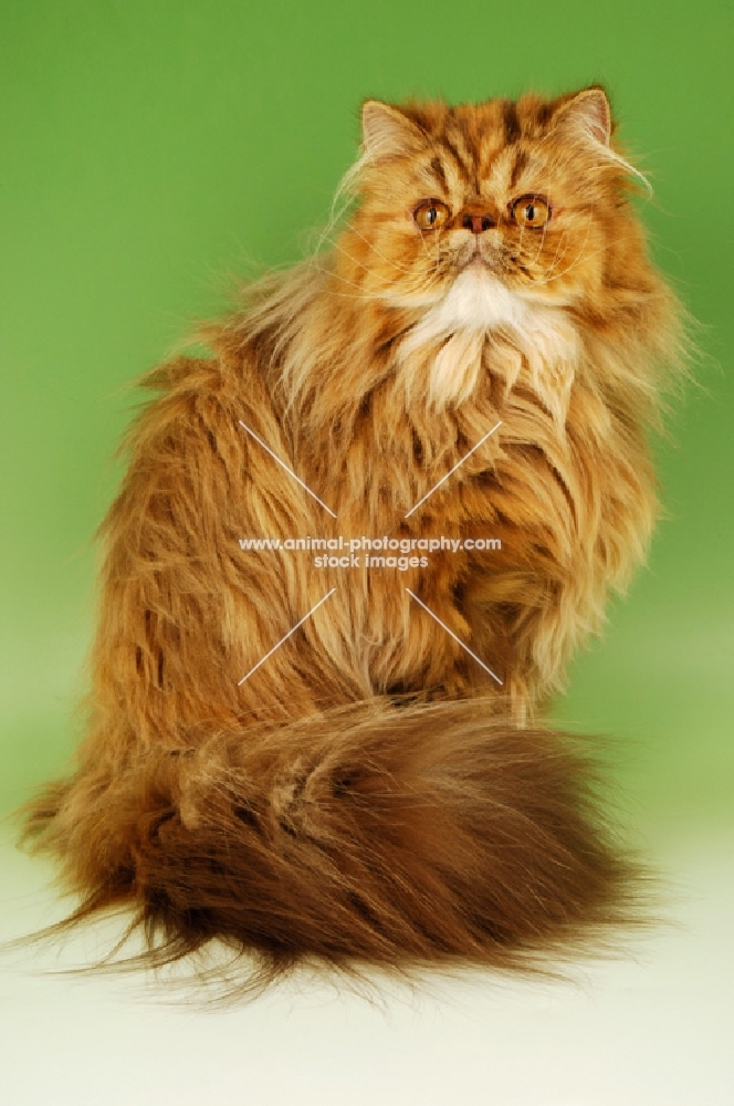 chocolate tortie tabby persian cat, sitting down