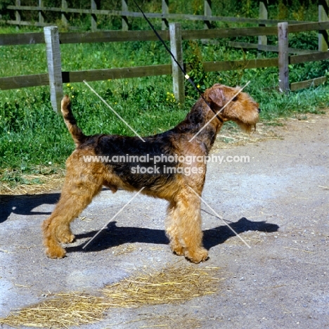 champion jokyl gallipants, airedale on a leash