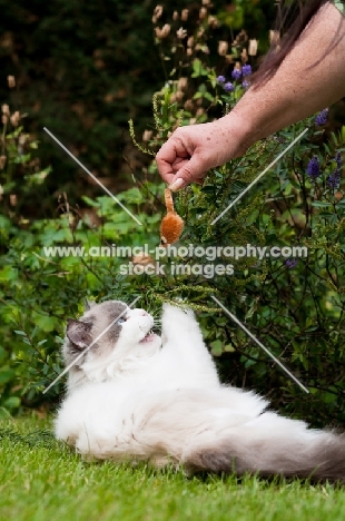 Ragdoll cross Persian playing