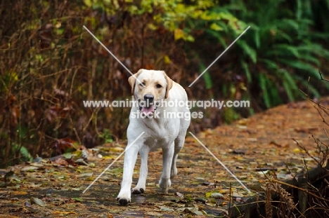 cream Labrador Retriever walking on path