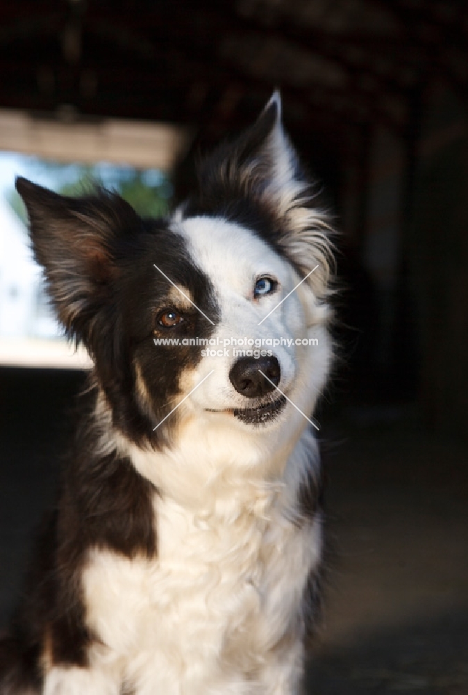 odd eyed border collie looking at camera, portrait