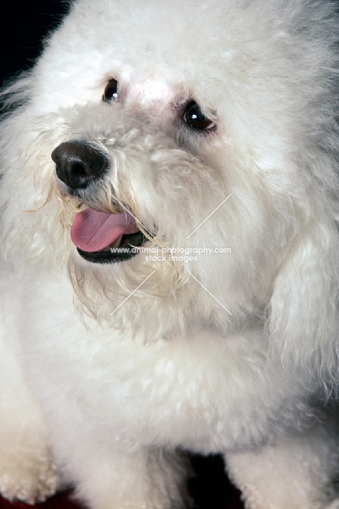 bichon frise sitting