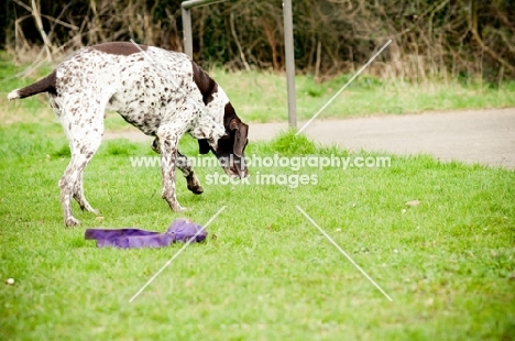 German Shorthaired Pointer (GSP) walking outside