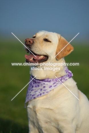 yellow labrador smiling and wearing a bandana