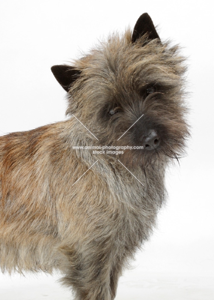 Brindle Australian Champion Cairn Terrier