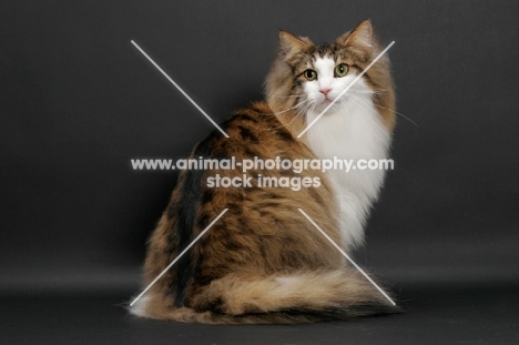 fluffy Norwegian Forest cat, Brown Mackerel Tabby & White, back view