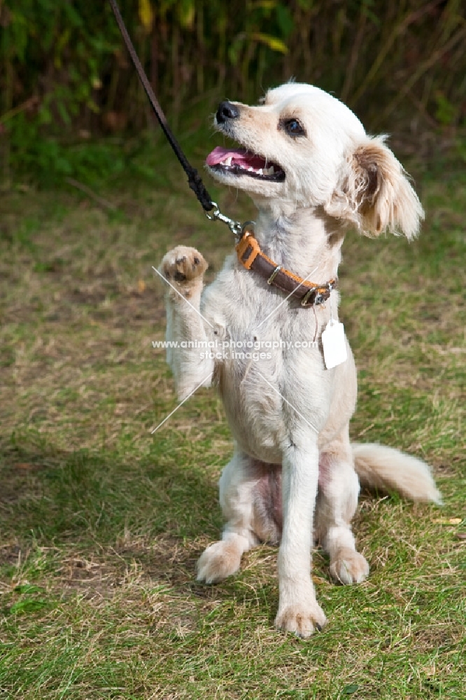 Poodle mixed breed dog with raised paw with greenery background.