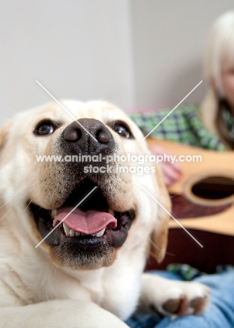 Labrador at home