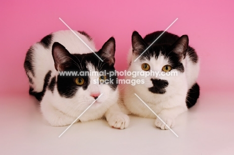 two black and white cats lying down