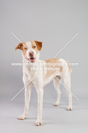 Happy mixed-breed dog in studio.