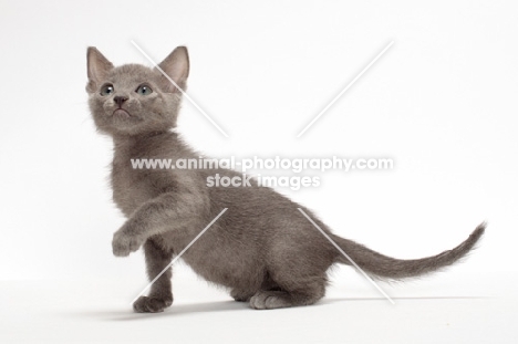 Russian Blue kitten