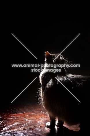 Domestic Longhair cat standing on wooden floow