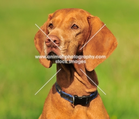 alert Hungarian Vizsla head study