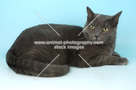 blue non pedigree cat lying down on blue background