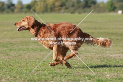 Golden Retriever running, side view