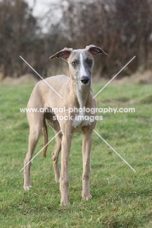 Whippet looking at camera