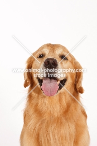 Golden Retriever in studio, front view