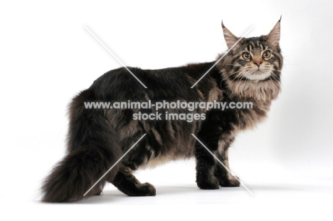 brown tabby Maine Coon standing on white background