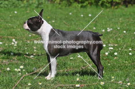 posed Boston Terrier