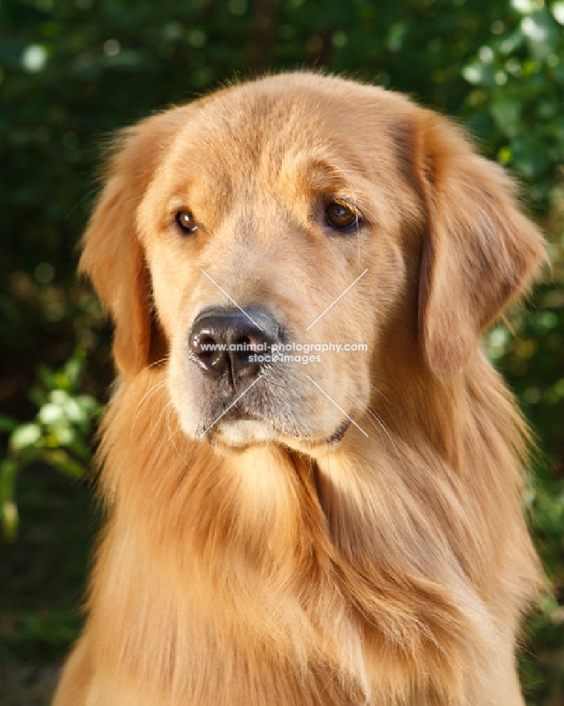 golden retriever portrait