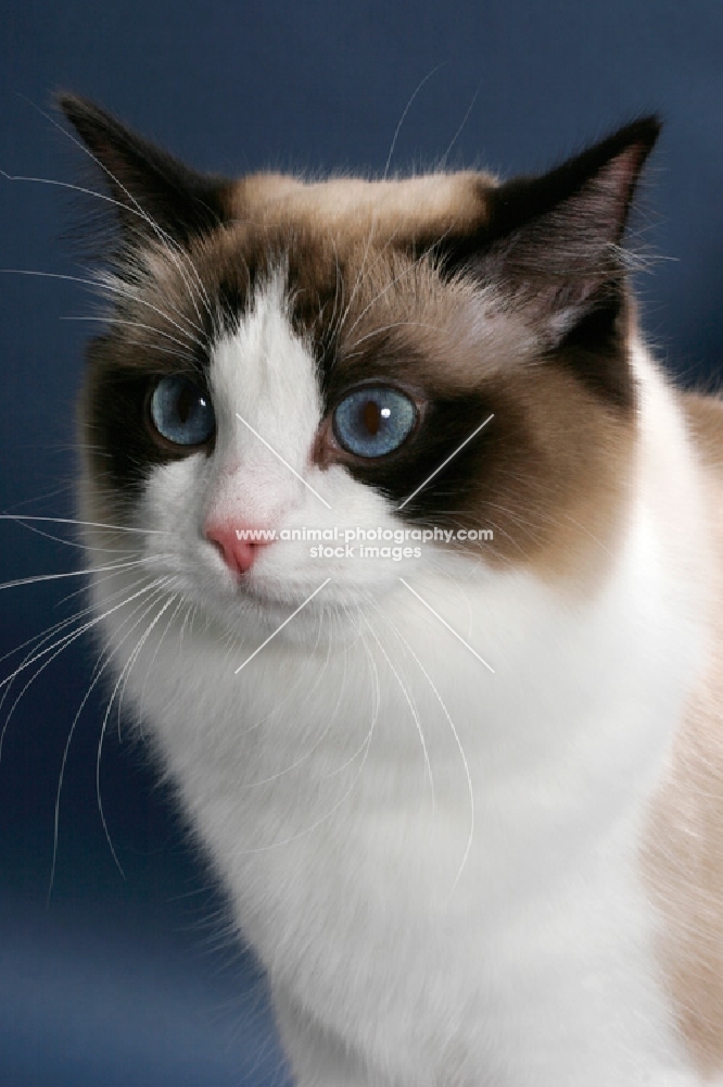 Seal Point Bi-Color Ragdoll, portrait on blue background