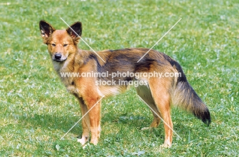 cross bred dog on grass