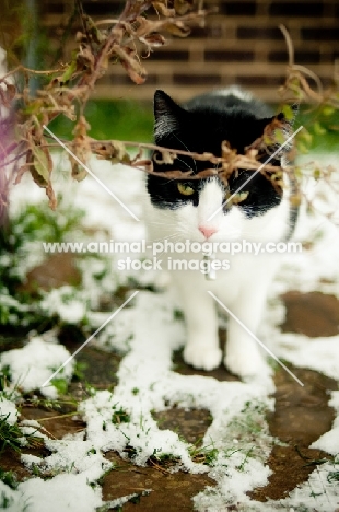 non pedigree cat in winter