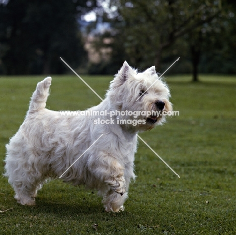 west highland white terrier, ch sollershott soloist, standing one paw up