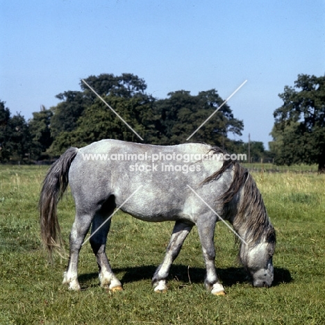 welsh mountain pony at dalhabboch stud