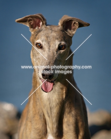 Greyhound looking straight into camera