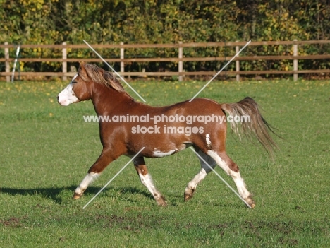 Welsh Mountain Pony (Section A) running