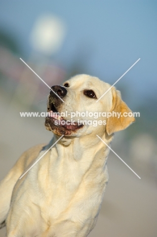 cream Labrador Retriever