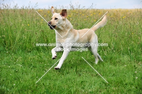 cream Labrador Retriever running