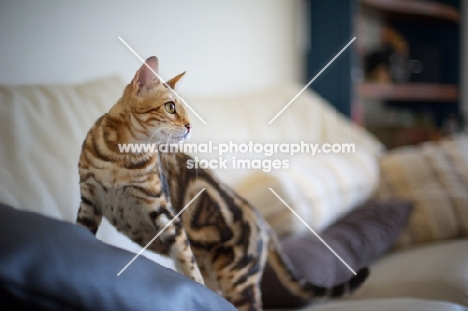 Beautiful marble Bengal on a couch