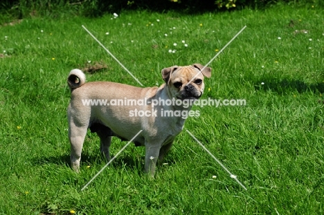 Retro Pug cross between pug and Parson Russell Terrier to improve breathing due to longer nose